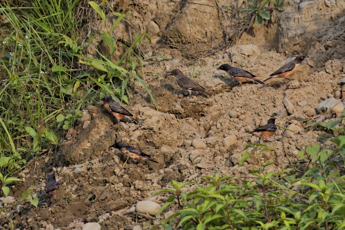 Spot-winged Starling - ML619829174