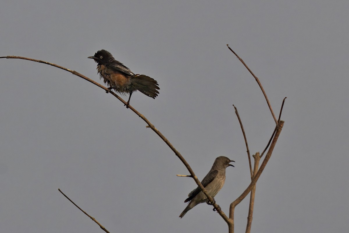 Spot-winged Starling - ML619829175