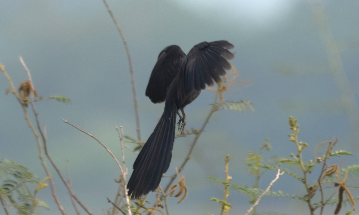 Groove-billed Ani - ML619829180