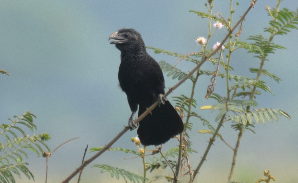 Groove-billed Ani - ML619829182