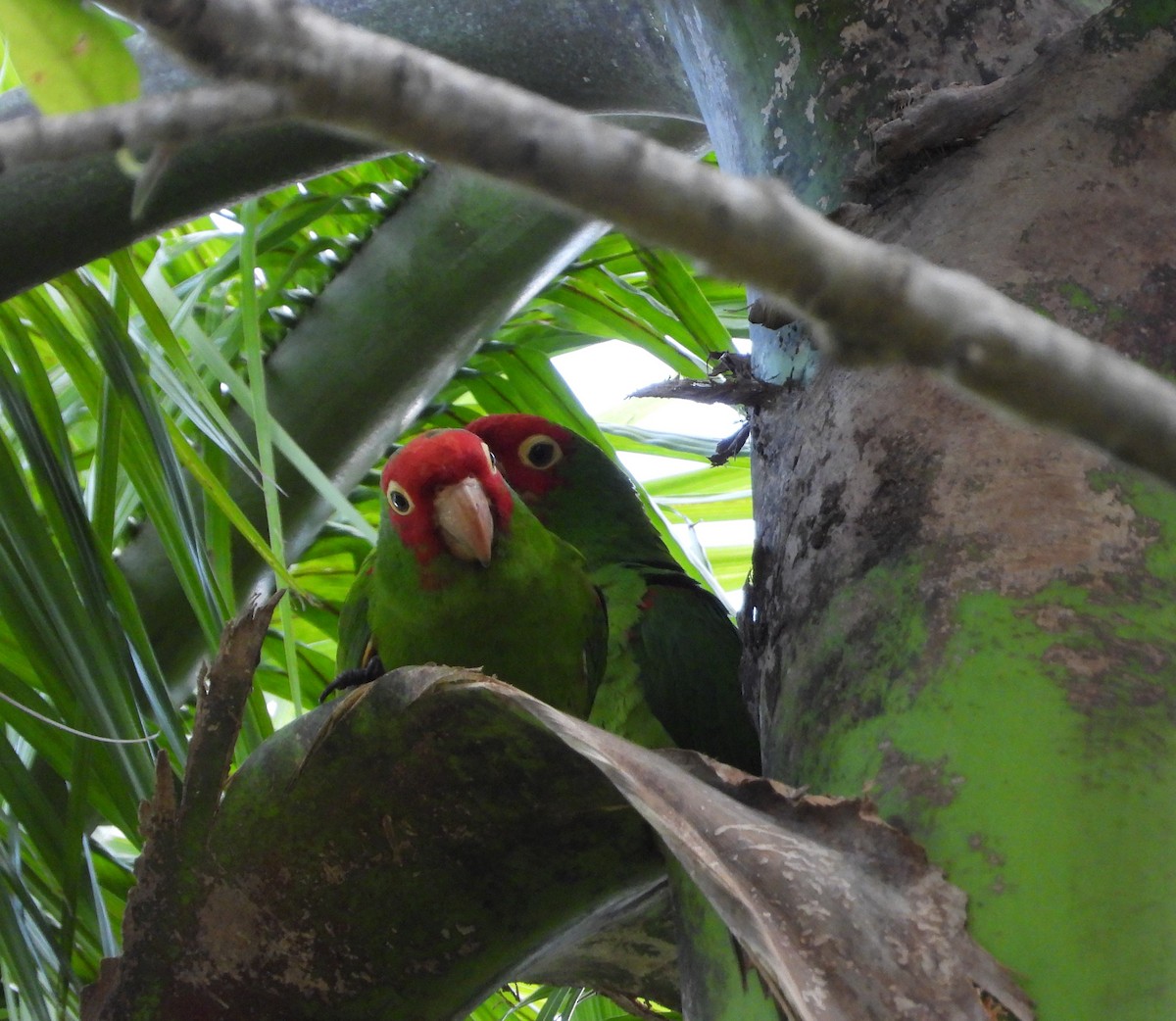 Conure à tête rouge - ML619829197