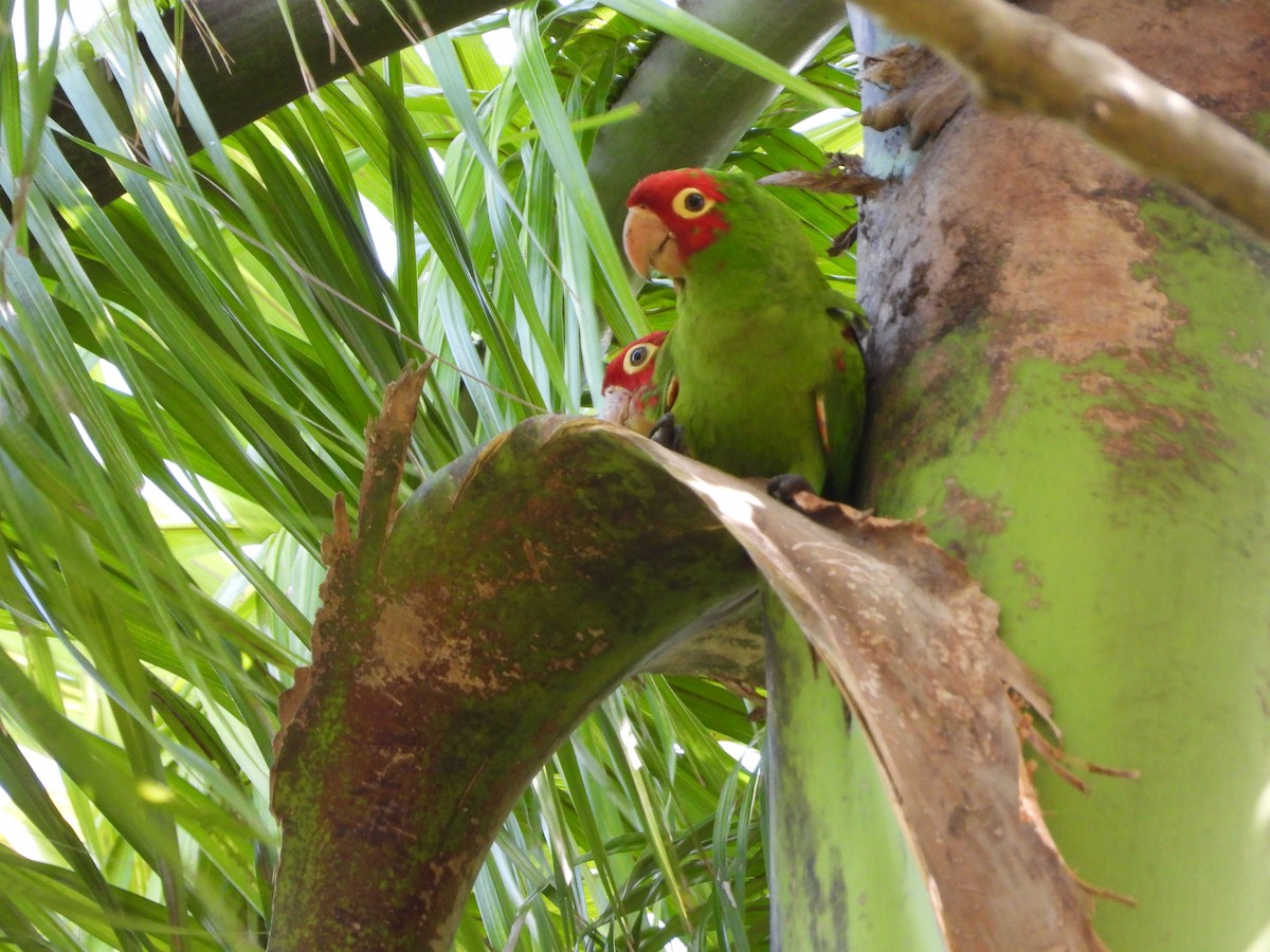 Conure à tête rouge - ML619829198