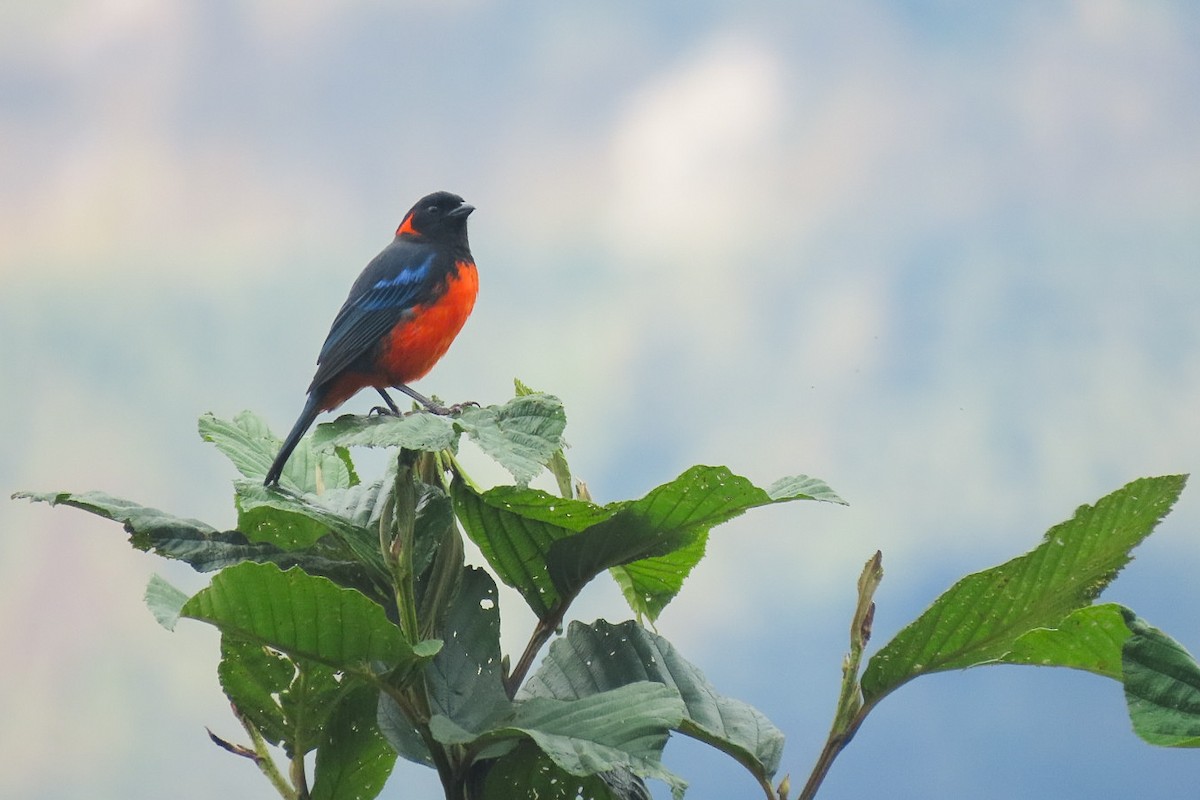 Scarlet-bellied Mountain Tanager - ML619829199