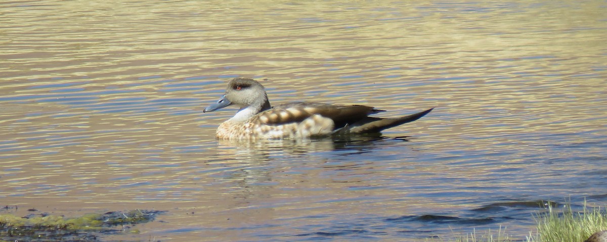 Crested Duck - ML619829209