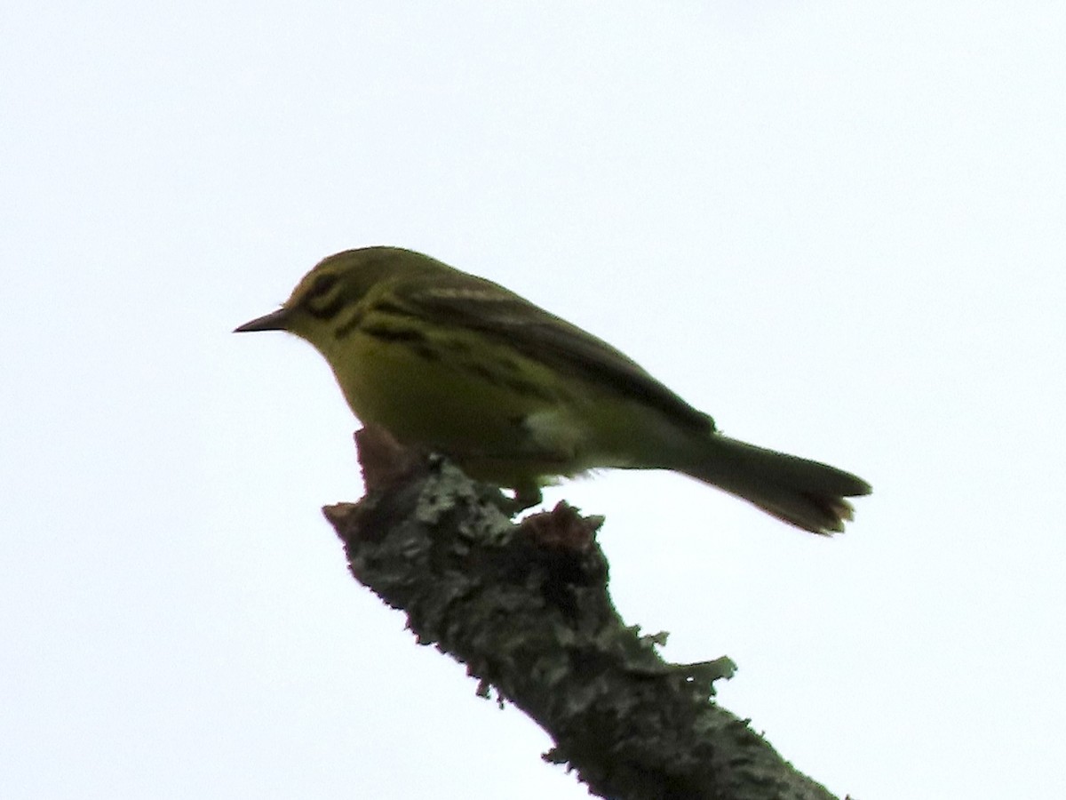 Rotmantel-Waldsänger - ML619829213