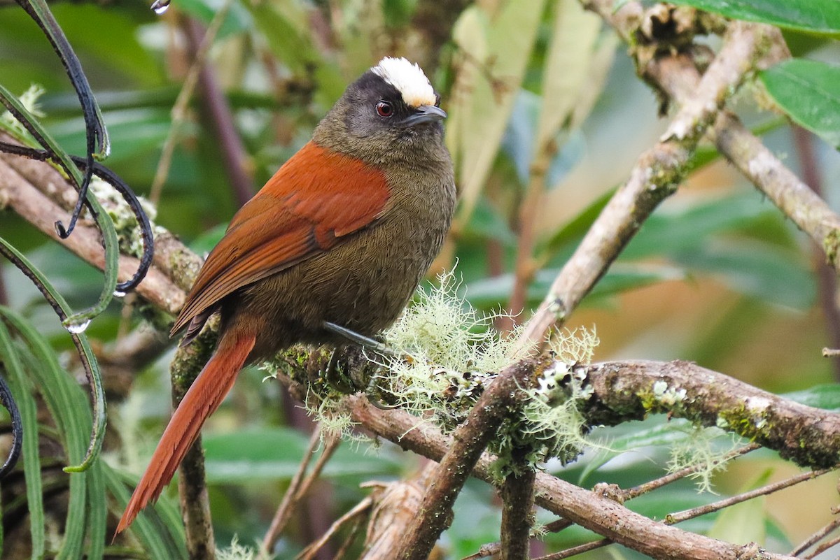 Light-crowned Spinetail - ML619829230