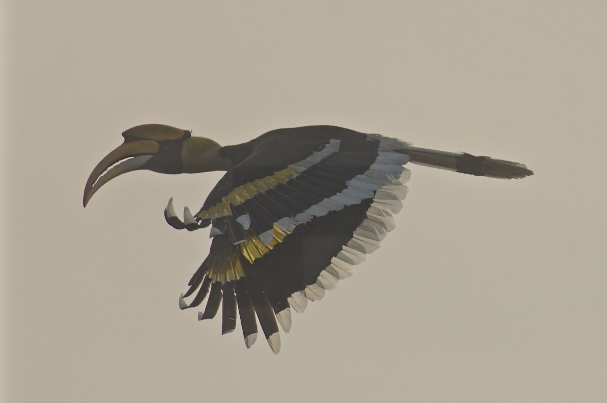 Great Hornbill - ML619829232