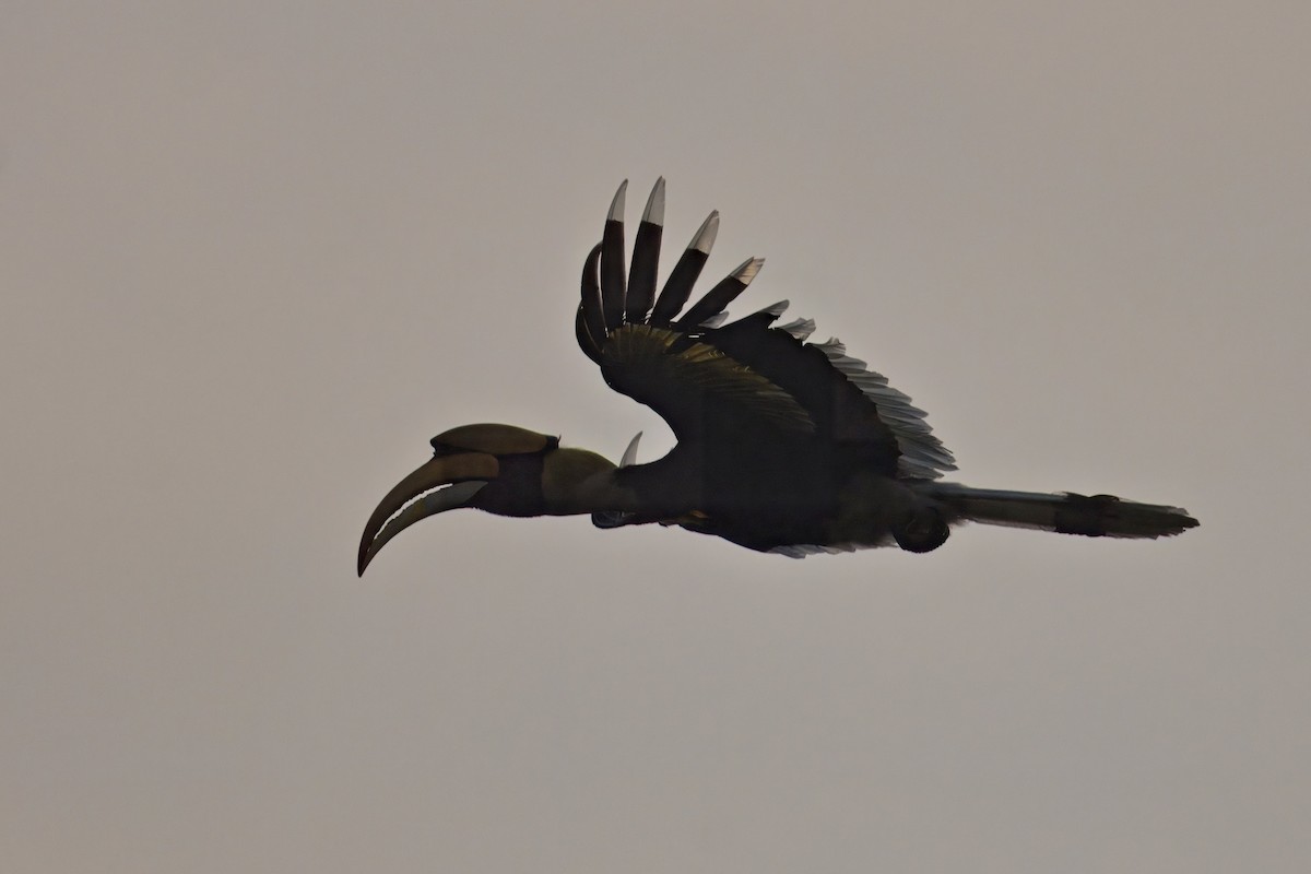 Great Hornbill - ML619829233