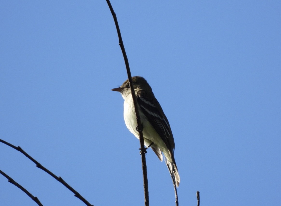 Alder Flycatcher - ML619829251