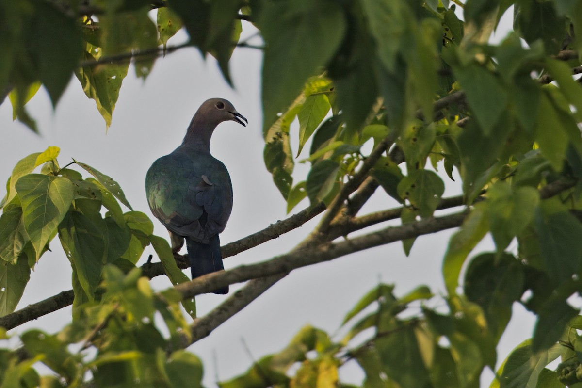 Green Imperial-Pigeon - ML619829256