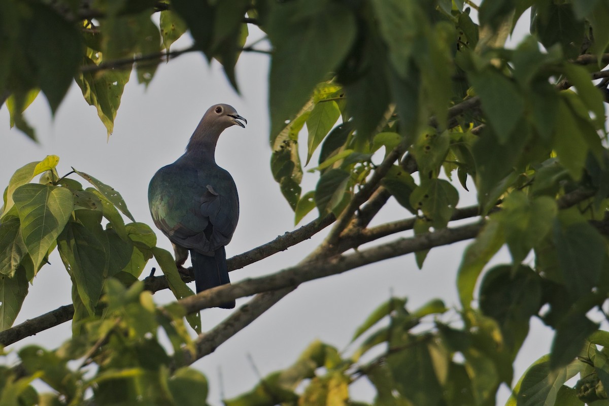 Green Imperial-Pigeon - ML619829257