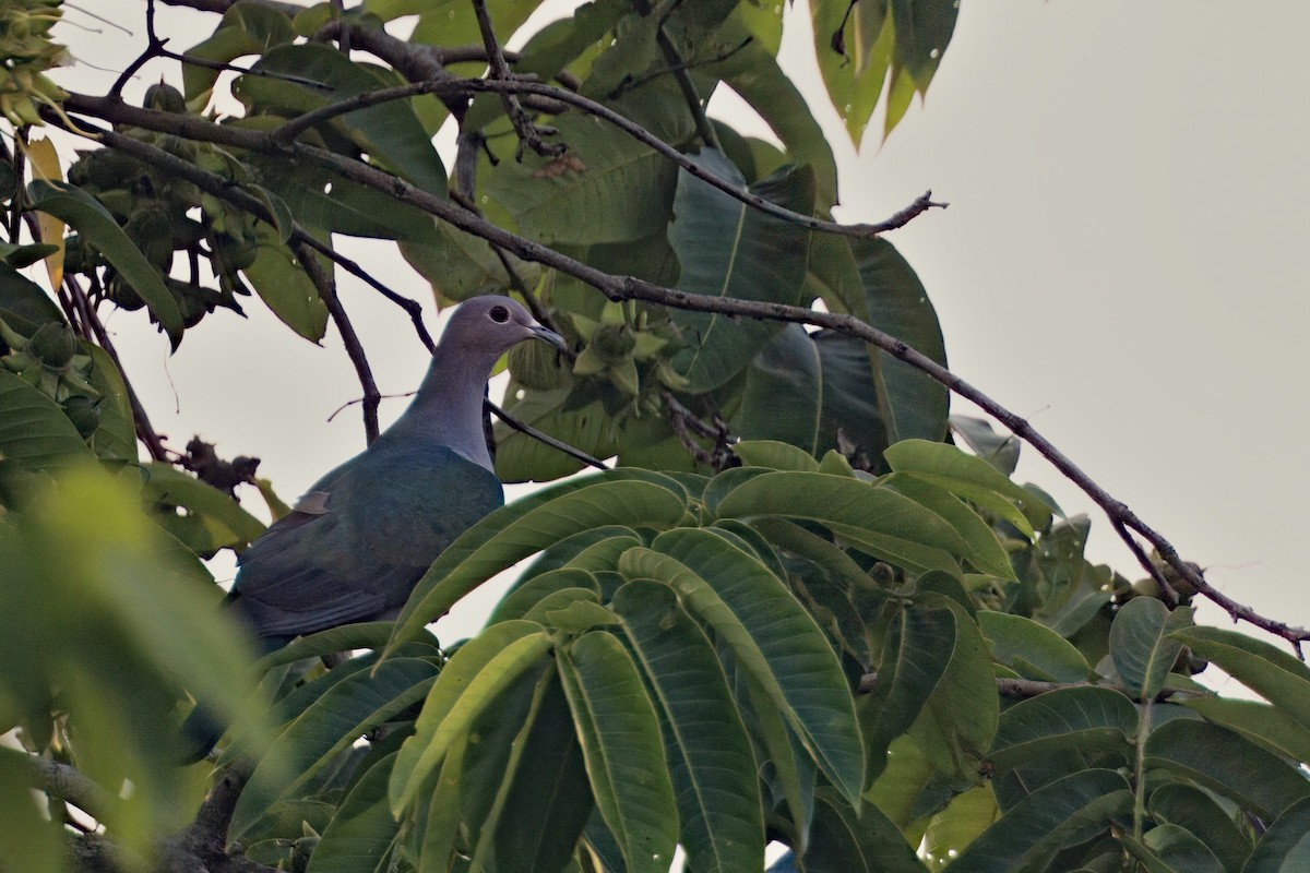 Green Imperial-Pigeon - ML619829258