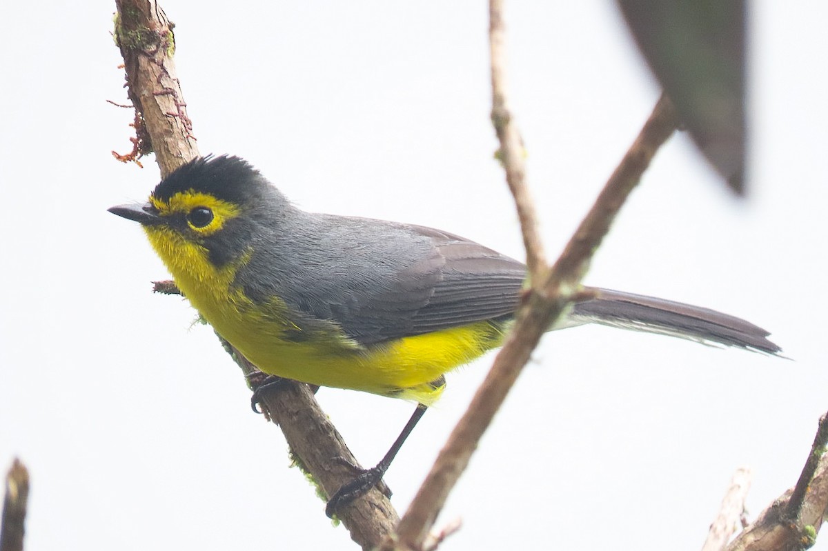 Spectacled Redstart - ML619829261