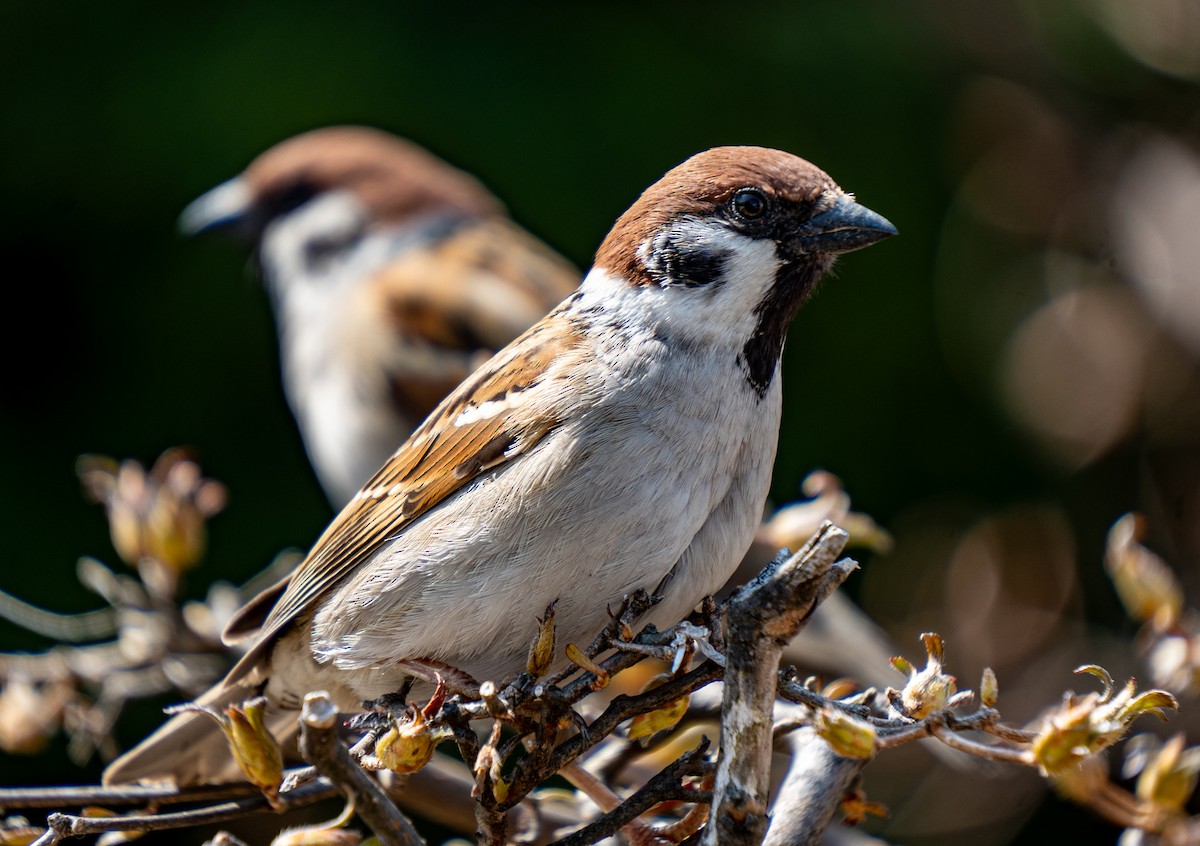 Eurasian Tree Sparrow - ML619829266