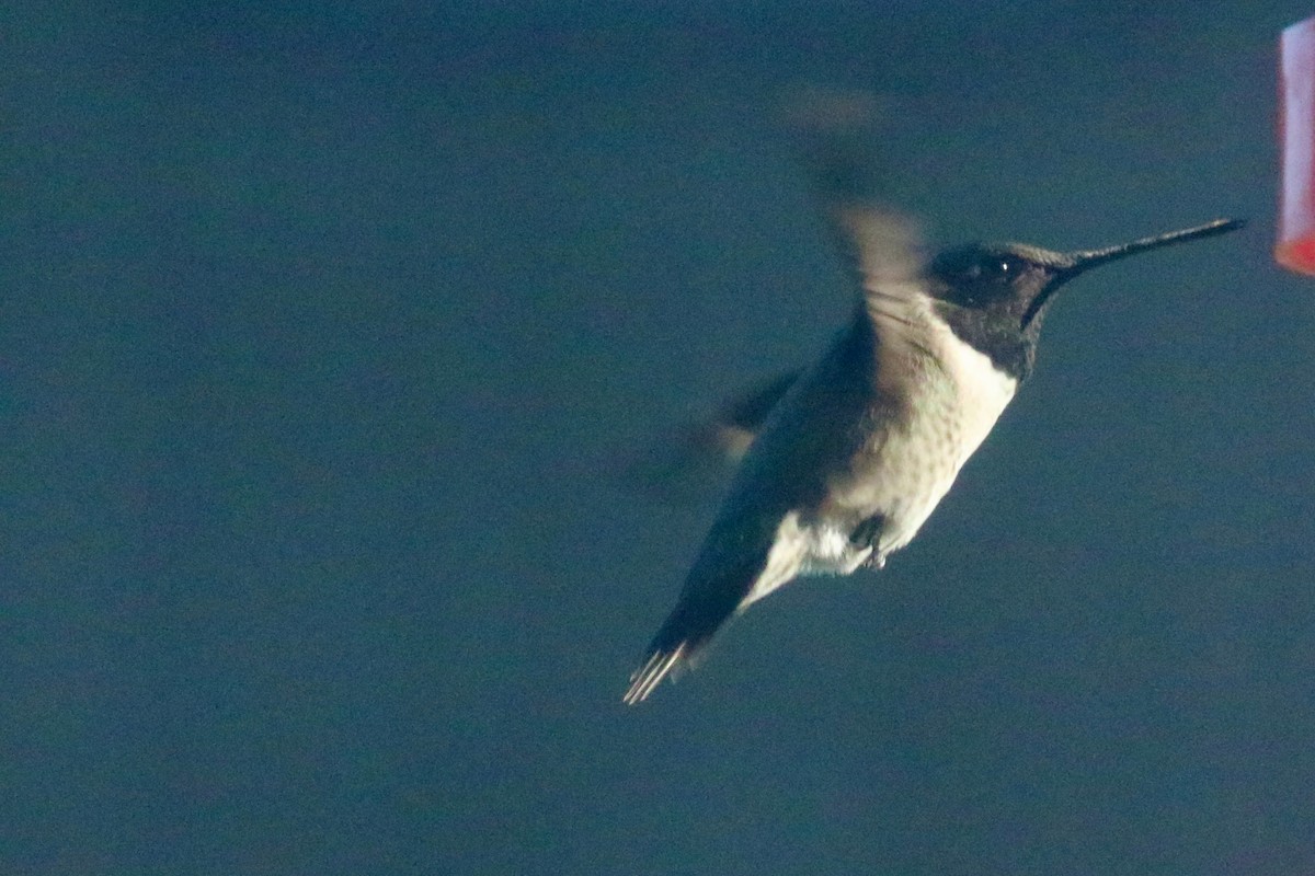 Black-chinned Hummingbird - ML619829267