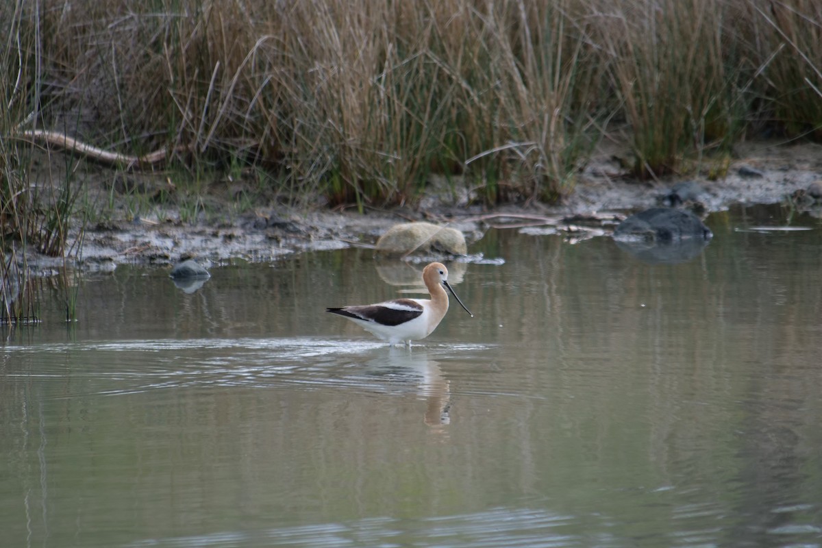 Avocette d'Amérique - ML619829268