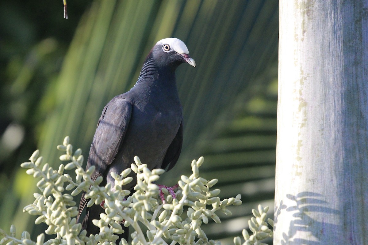 White-crowned Pigeon - ML619829286