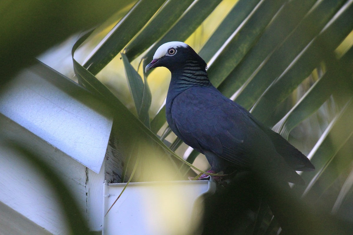 White-crowned Pigeon - ML619829288