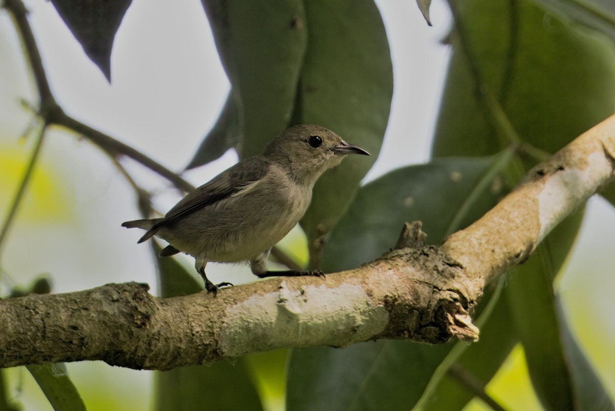 Plain Flowerpecker - ML619829298