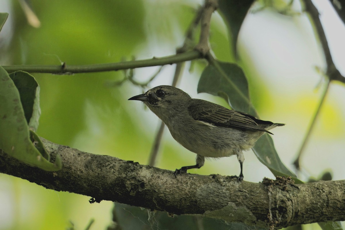 Plain Flowerpecker - ML619829299