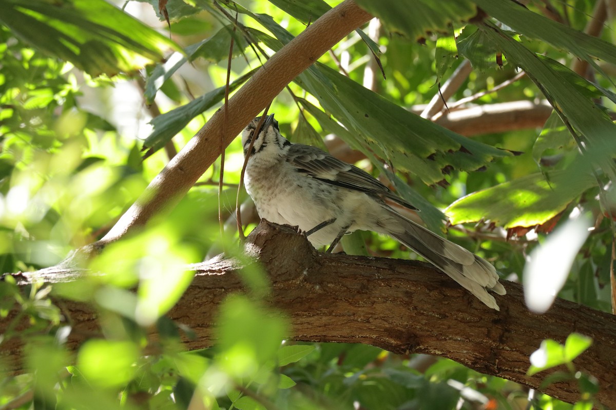 Long-tailed Mockingbird - ML619829300