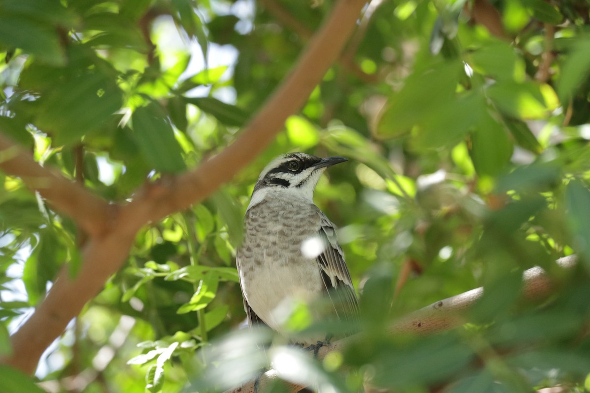 Long-tailed Mockingbird - ML619829301