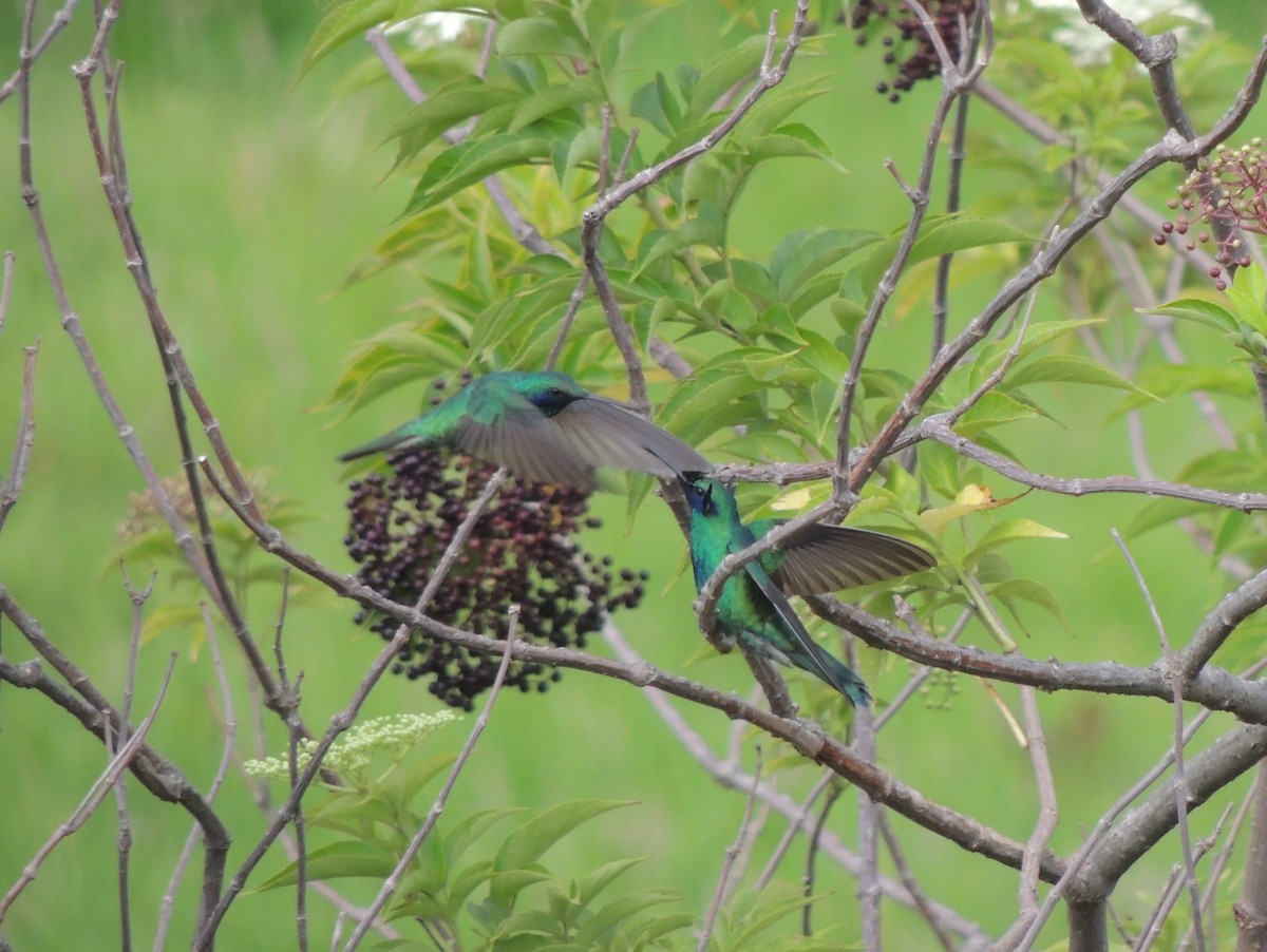 kolibřík modrolící - ML619829302