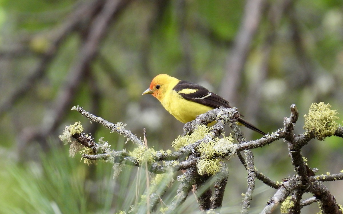 Western Tanager - ML619829318