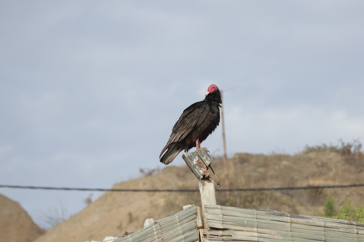 Turkey Vulture - ML619829319