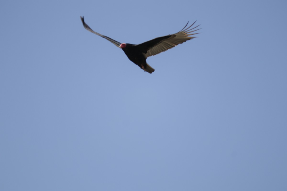 Turkey Vulture - ML619829320