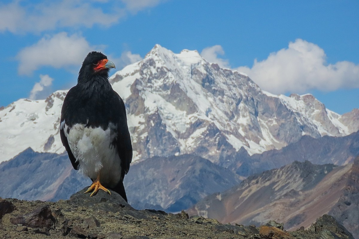 Mountain Caracara - ML619829322