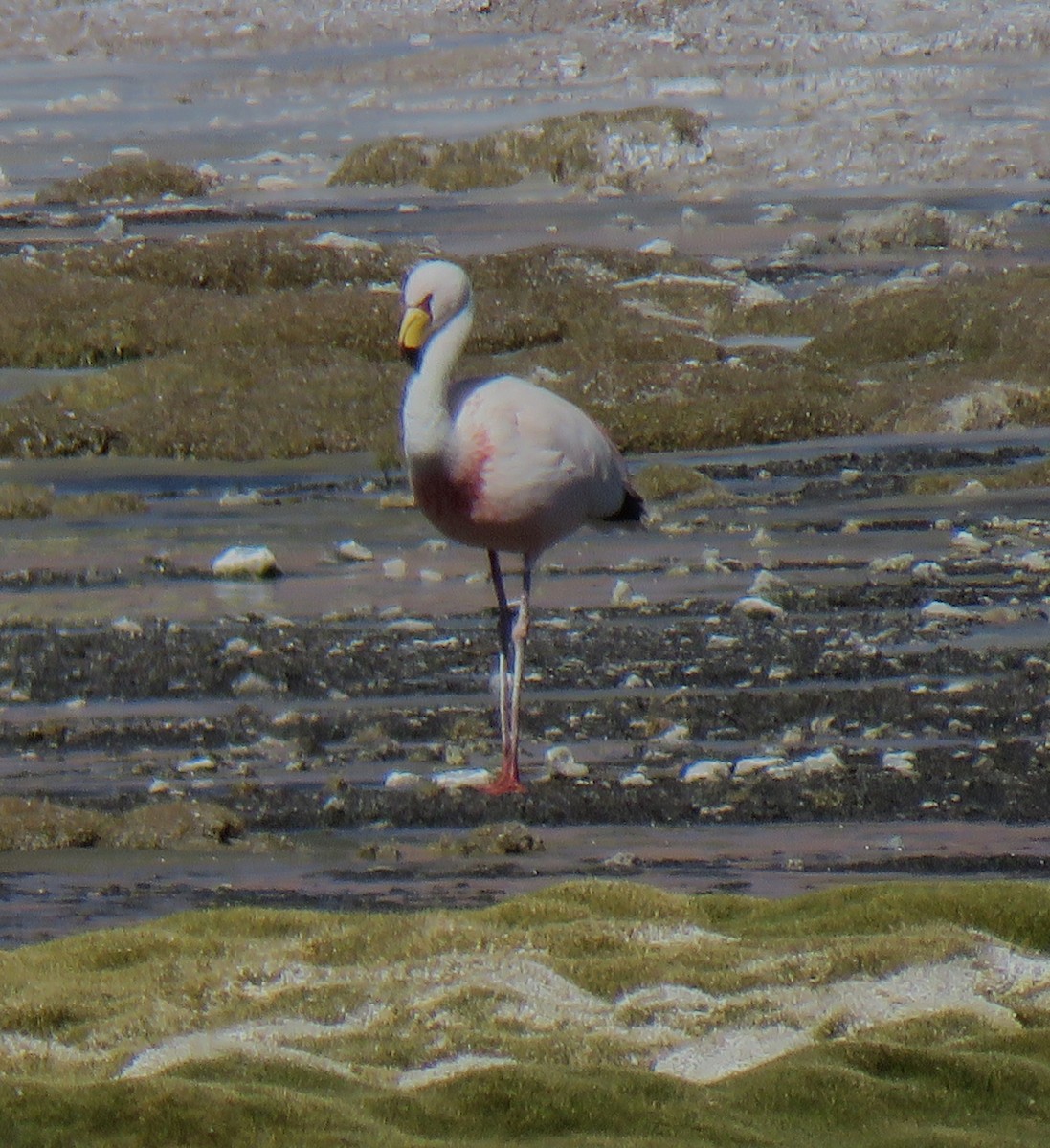 James's Flamingo - ML619829329