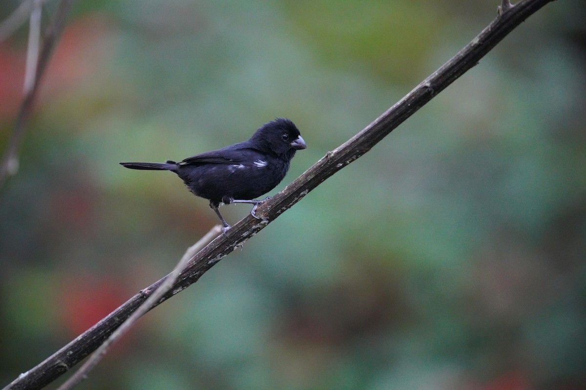 Variable Seedeater - ML619829344
