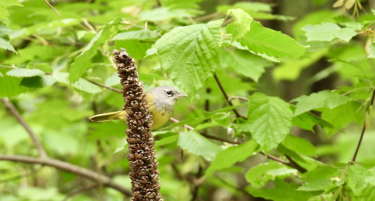 MacGillivray's Warbler - ML619829346