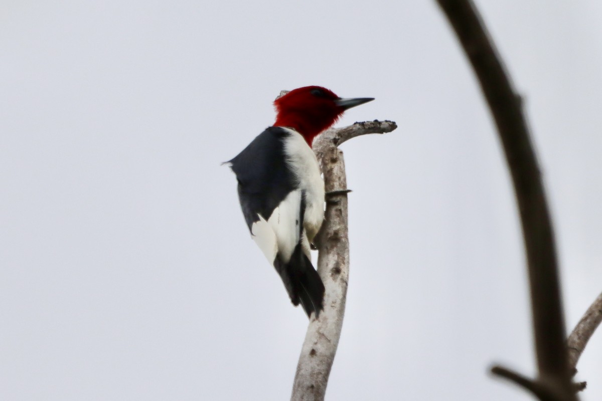 Red-headed Woodpecker - ML619829377