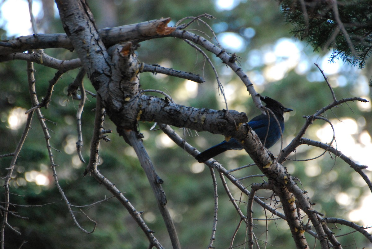 Steller's Jay - ML619829383