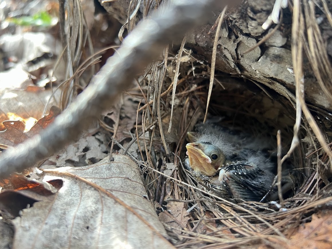 Black-and-white Warbler - ML619829384