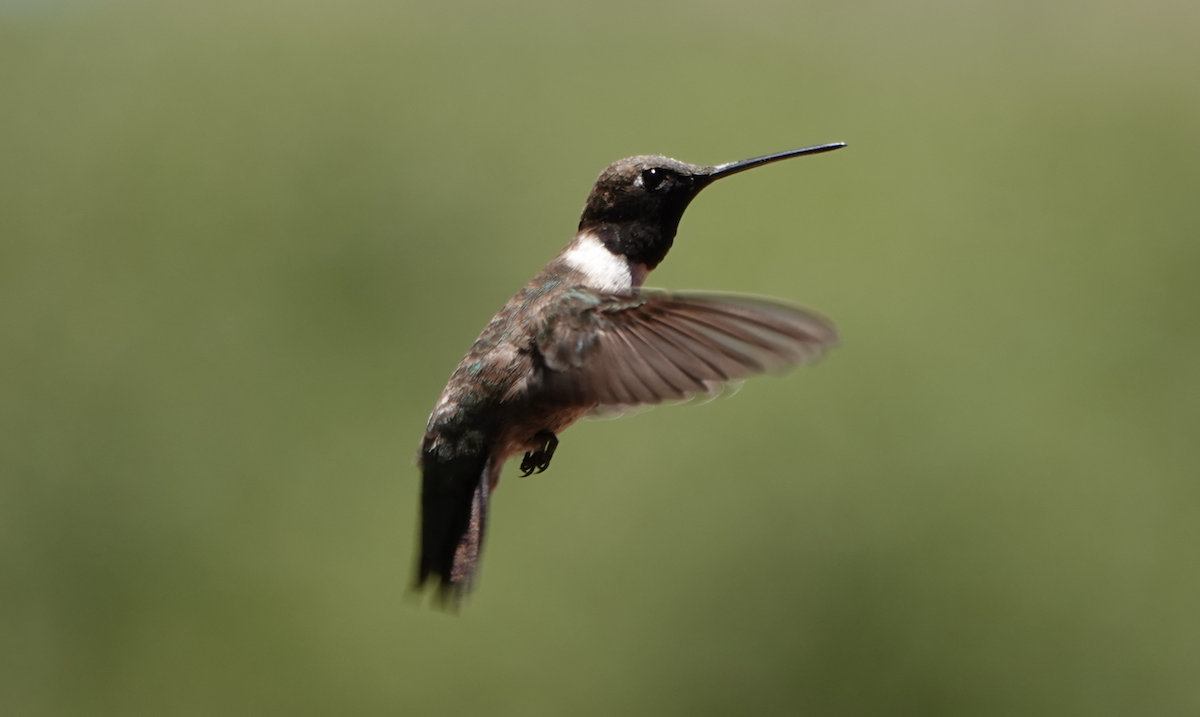 Black-chinned Hummingbird - William Boyes