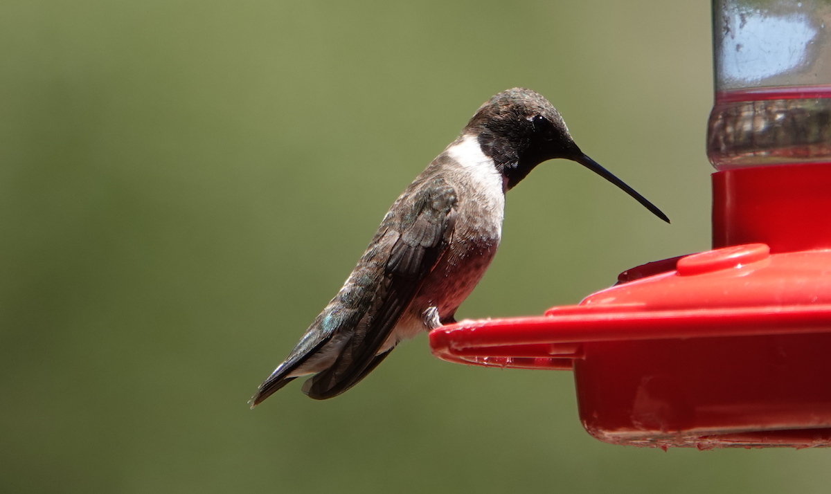 Black-chinned Hummingbird - ML619829394