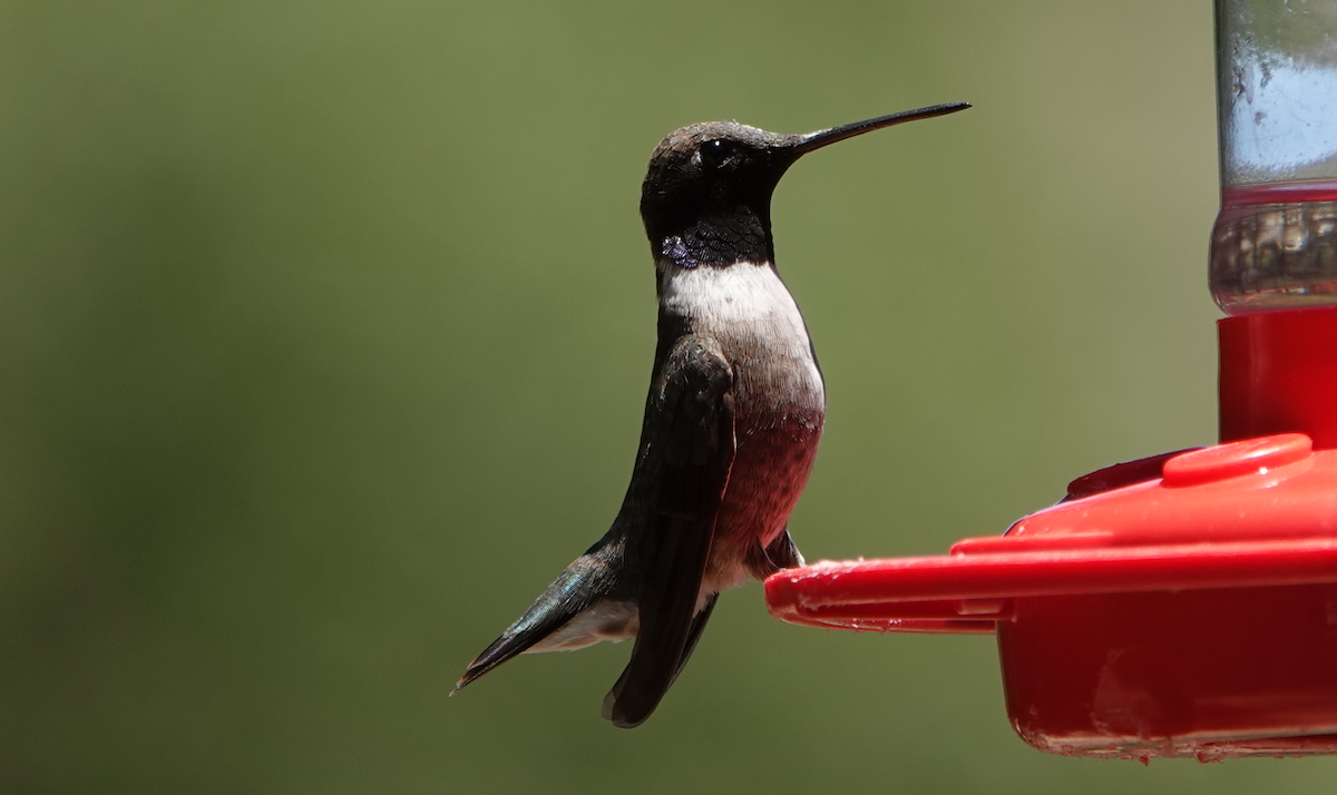 Black-chinned Hummingbird - ML619829395