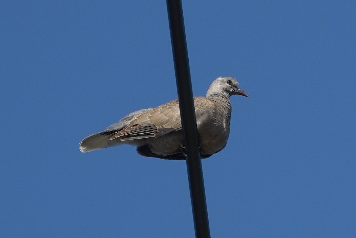 Red Collared-Dove - ML619829403