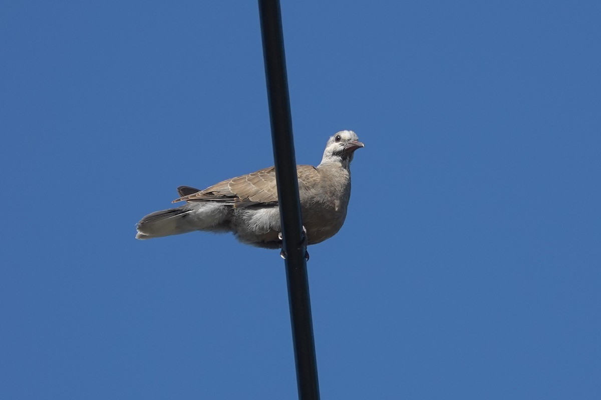 Red Collared-Dove - ML619829404