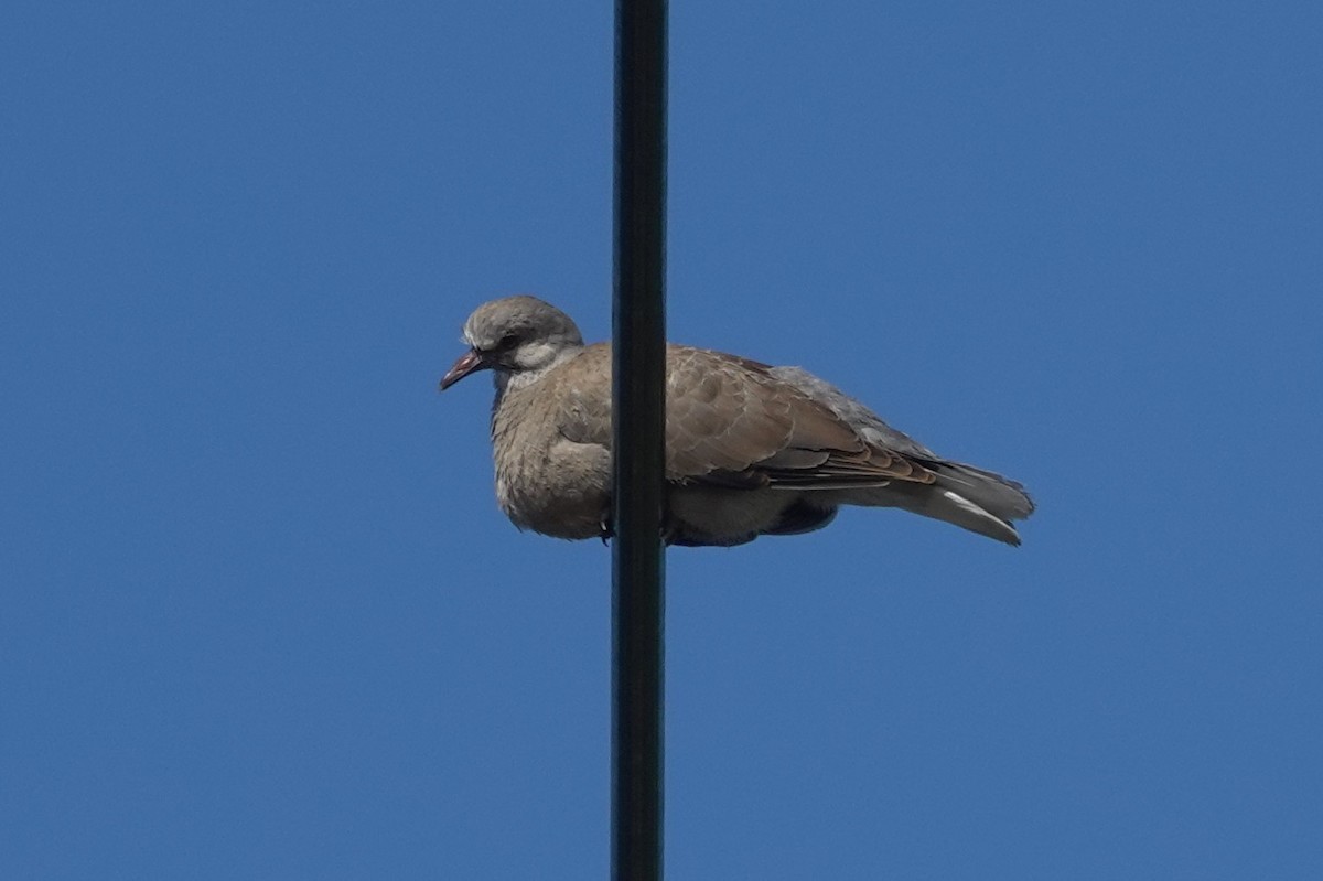 Red Collared-Dove - ML619829405