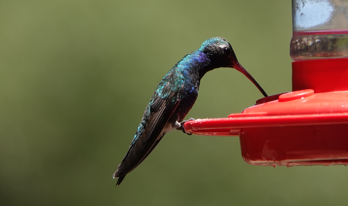 Broad-billed Hummingbird - ML619829412