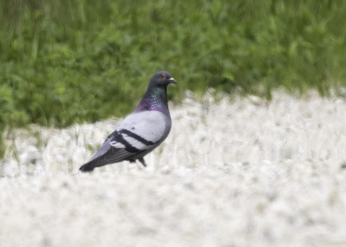 Rock Pigeon (Feral Pigeon) - ML619829413