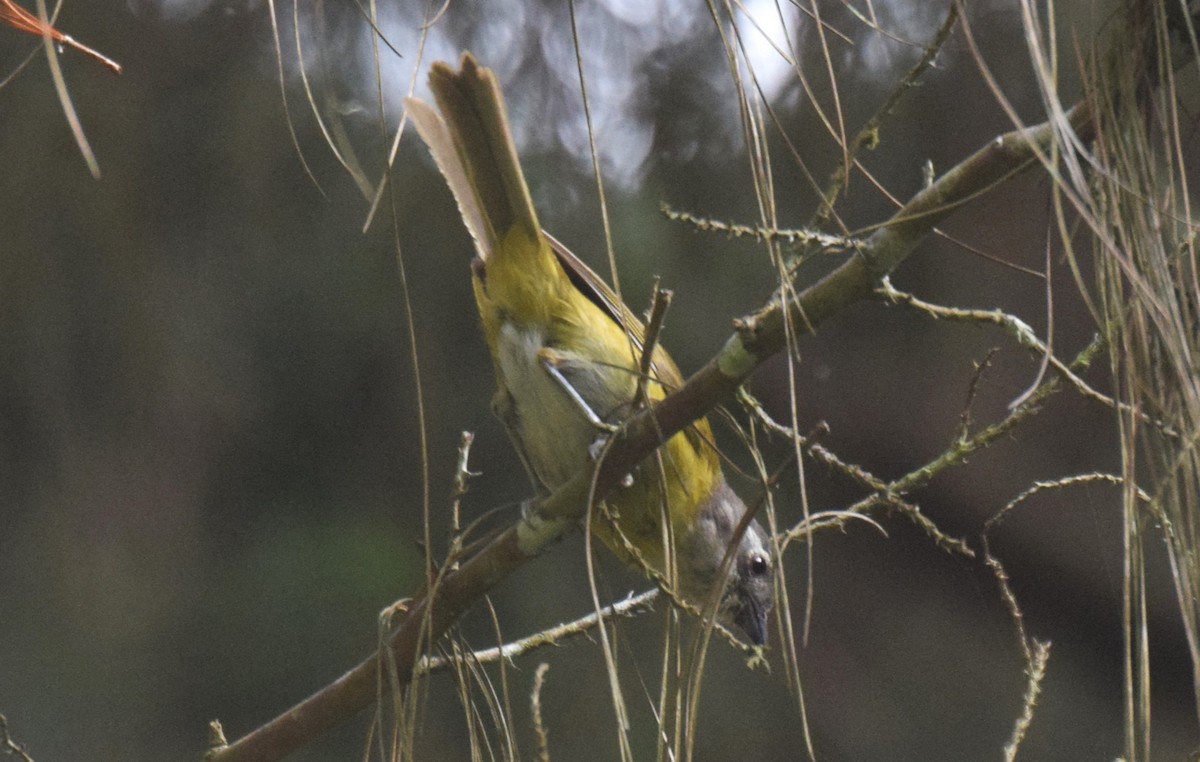 Common Chlorospingus - ML619829415