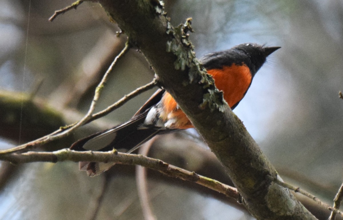 Slate-throated Redstart - ML619829418