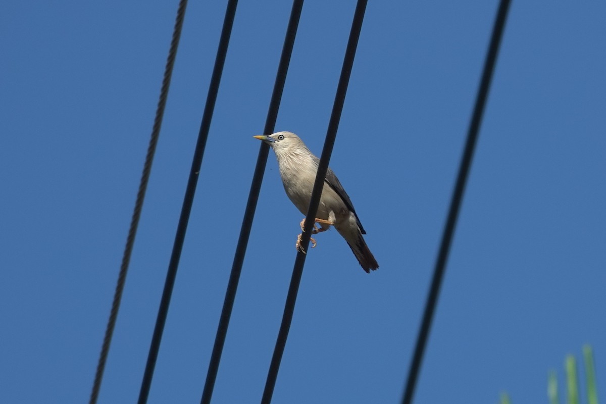 Chestnut-tailed Starling - ML619829433