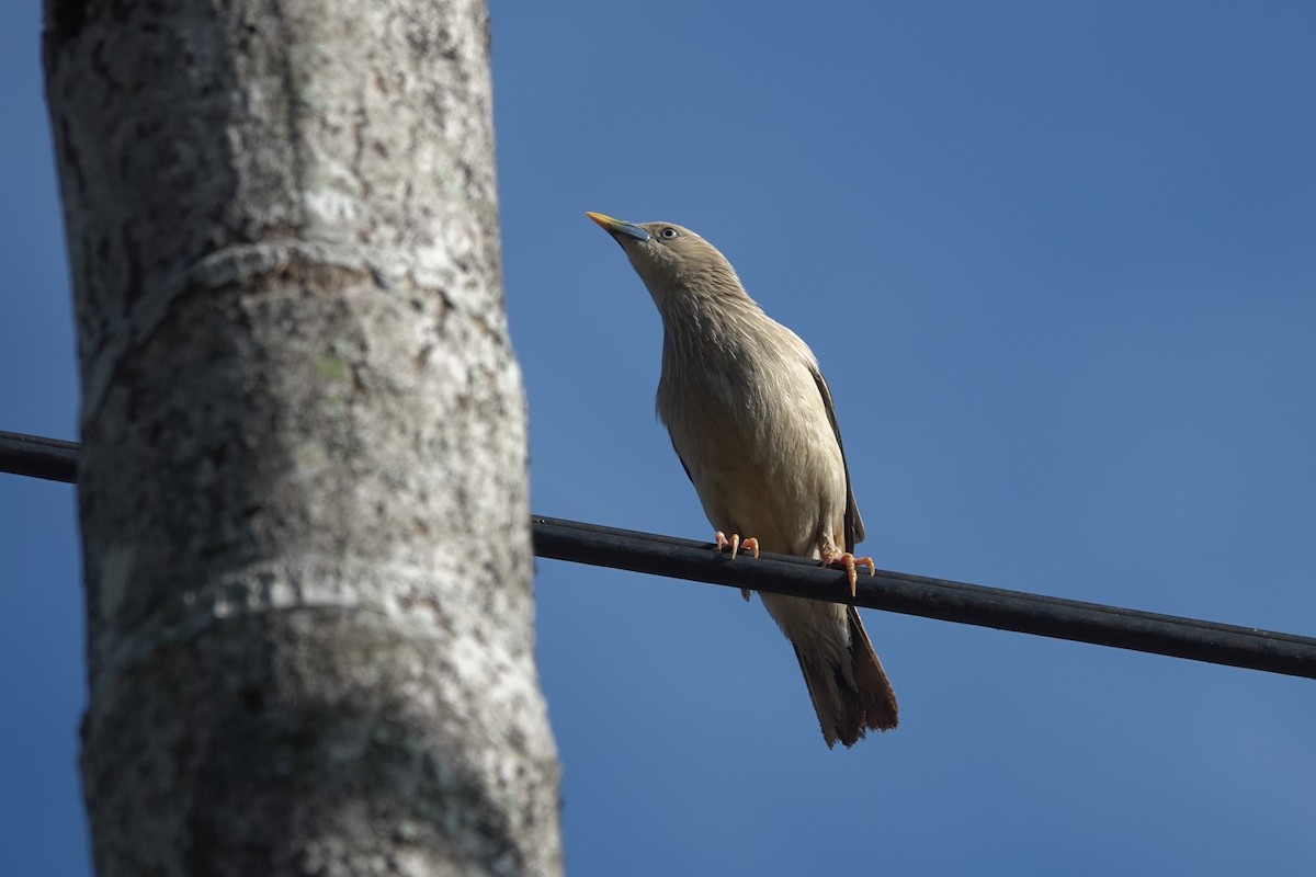 Chestnut-tailed Starling - ML619829435