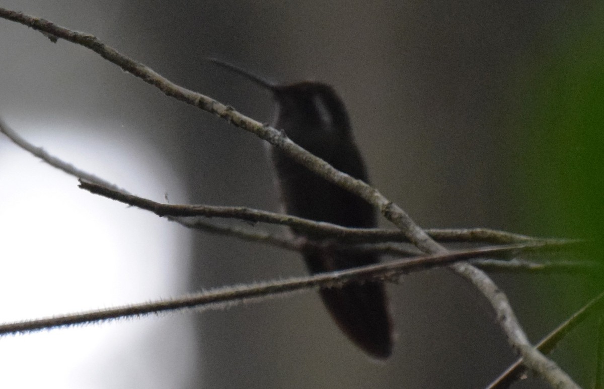 kolibřík ametystohrdlý - ML619829441